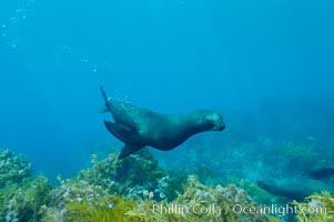 Female Guadalupe fur seal swims over a kelp-covered shallow reef.  An endangered species, the Guadalupe fur seal appears to be recovering in both numbers and range, Arctocephalus townsendi, Guadalupe Island (Isla Guadalupe)