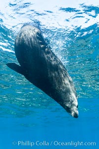 Adult male Guadalupe fur seal resting, bubbles emitted from dense, two-layered fur for which it was formerly hunted to near extinction.  An endangered species, the Guadalupe fur seal appears to be recovering in both numbers and range, Arctocephalus townsendi, Guadalupe Island (Isla Guadalupe)