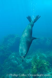 Adult male Guadalupe fur seal swims over a shallow kelp-covered reef.  An endangered species, the Guadalupe fur seal appears to be recovering in both numbers and range, Arctocephalus townsendi, Guadalupe Island (Isla Guadalupe)