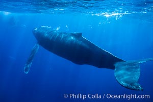 North Pacific humpback whale underwater, Megaptera novaeangliae, Maui