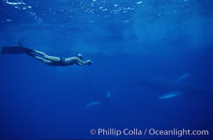 Research diver Dr. Harrison Stubbs videotaping humpback whale competitive group, Megaptera novaeangliae, Maui