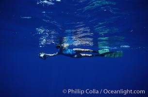 Research diver Jill Mickelsen videotaping humpback whale competitive group, Megaptera novaeangliae, Maui