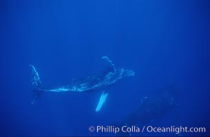 Humpback whale turning with pectoral fins, Megaptera novaeangliae, Maui