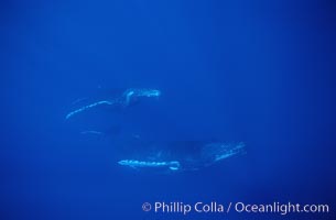 Humpback whales, Megaptera novaeangliae, Maui