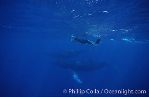 Research diver videotaping humpback whale competitive group, Megaptera novaeangliae, Maui