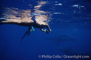 Research divers videotaping humpback whale competitive group, Megaptera novaeangliae, Maui