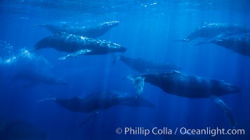 Large competitive group of humpback whales, eleven adult humpback whales seen in this image, part of a 16 whale competitive group.
