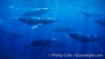 Large competitive group of humpback whales, eleven adult humpback whales seen in this image, part of a 16 whale competitive group, Megaptera novaeangliae, Maui