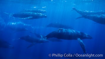 Large competitive group of humpback whales, eleven adult humpback whales seen in this image, part of a 16 whale competitive group, Megaptera novaeangliae, Maui