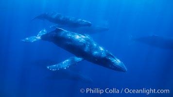 Large competitive group of humpback whales seen underwater, Megaptera novaeangliae, Maui