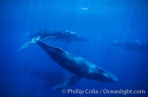 Large competitive group of humpback whales seen underwater, Megaptera novaeangliae, Maui