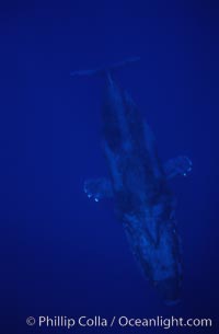 Humpback whales, Megaptera novaeangliae, Maui