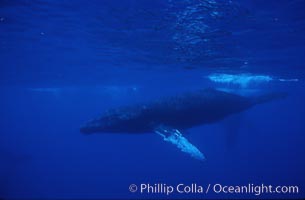 Humpback whales, Megaptera novaeangliae, Maui