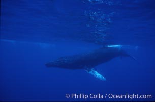 Humpback whales, Megaptera novaeangliae, Maui