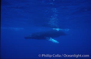 Humpback whales, Megaptera novaeangliae, Maui
