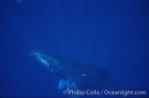 Humpback whales, Megaptera novaeangliae, Maui