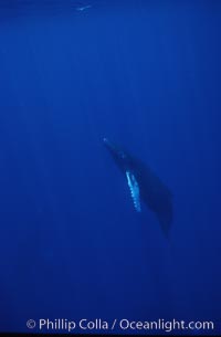 Humpback whale calf, Megaptera novaeangliae, Maui