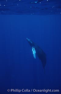 Humpback whale calf, Megaptera novaeangliae, Maui