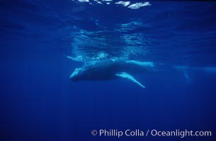 Humpback whale, Megaptera novaeangliae, Maui