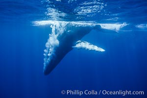 Male humpback whale emits an underwater stream of bubbles as it dives quickly during competitive group activities, Megaptera novaeangliae, Maui