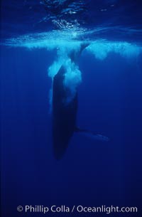 Humpback whale, releasing bubbles during steep dive, Megaptera novaeangliae, Maui