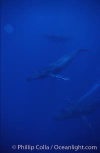 Humpback whales, Megaptera novaeangliae, Maui