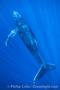 Hawaiian humpback whale underwater, sun beams dappling the whale in clear oceanic waters, Megaptera novaeangliae, Maui