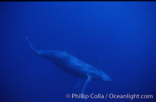 Humpback whale, Megaptera novaeangliae, Maui