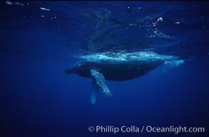 Humpback whale calf, Megaptera novaeangliae, Maui