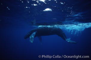 Humpback whale calf, Megaptera novaeangliae, Maui