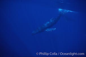 Humpback whale, Megaptera novaeangliae, Maui