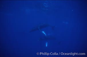 Humpback whales, Megaptera novaeangliae, Maui