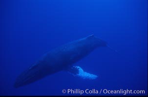 Humpback whale, Megaptera novaeangliae, Maui