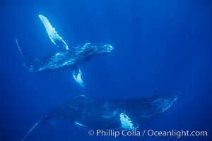 Humpback whales turning sharply in competitive group, Megaptera novaeangliae, Maui