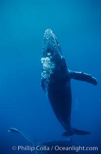 Humpback whale calf, Megaptera novaeangliae, Maui