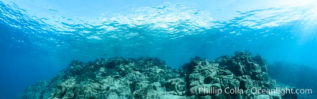Underwater Panorama of Reef at Los Islotes, Sea of Cortez