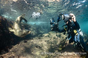 Underwater Photographer and California Sea Lions, Coronado Islands, Baja California, Mexico, Zalophus californianus, Coronado Islands (Islas Coronado)