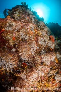 Underwater Reef with Invertebrates, Gorgonians, Coral Polyps, Sea of Cortez, Baja California. Mikes Reef, Mexico, natural history stock photograph, photo id 33493