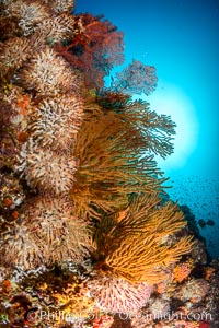 Underwater Reef with Invertebrates, Gorgonians, Coral Polyps, Sea of Cortez, Baja California, Mikes Reef, Mexico