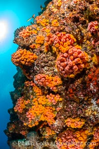 Underwater Reef with Invertebrates, Gorgonians, Coral Polyps, Sea of Cortez, Baja California, Mikes Reef, Mexico