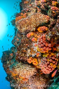 Underwater Reef with Invertebrates, Gorgonians, Coral Polyps, Sea of Cortez, Baja California, Mikes Reef, Mexico