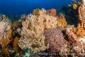 Underwater Reef with Invertebrates, Gorgonians, Coral Polyps, Sea of Cortez, Baja California. Mikes Reef, Mexico, natural history stock photograph, photo id 33499