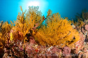 Underwater Reef with Invertebrates, Gorgonians, Coral Polyps, Sea of Cortez, Baja California, Mikes Reef, Mexico