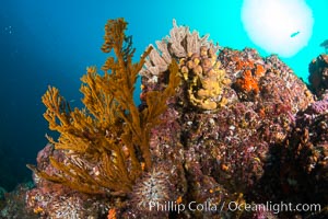 Underwater Reef with Invertebrates, Gorgonians, Coral Polyps, Sea of Cortez, Baja California, Mikes Reef, Mexico