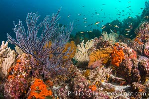 Underwater Reef with Invertebrates, Gorgonians, Coral Polyps, Sea of Cortez, Baja California, Mikes Reef, Mexico