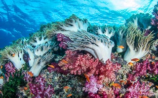 Underwater reefscape in Fiji, south Pacific, Namena Marine Reserve