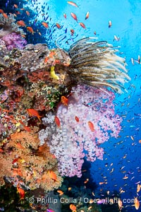 Underwater reefscape in Fiji, south Pacific, Vatu I Ra Passage, Bligh Waters, Viti Levu Island