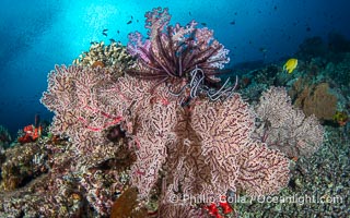 Underwater reefscape in Fiji, south Pacific, Vatu I Ra Passage, Bligh Waters, Viti Levu Island