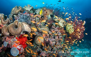 Underwater reefscape in Fiji, south Pacific, Vatu I Ra Passage, Bligh Waters, Viti Levu Island