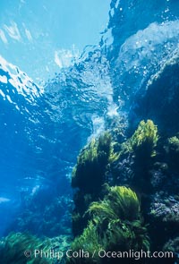 Underwater seascape, Church Rock, Guadalupe Island, Mexico, Guadalupe Island (Isla Guadalupe)